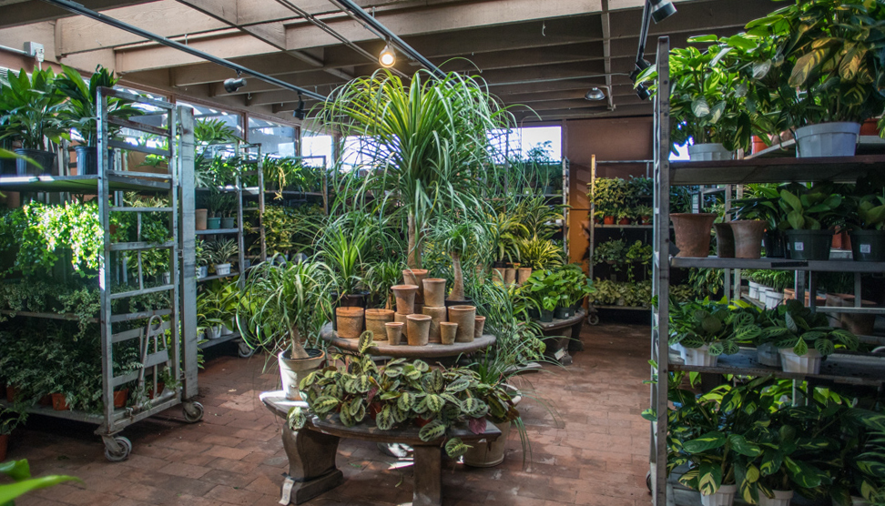 An image all the indoor plants in Garden Room three