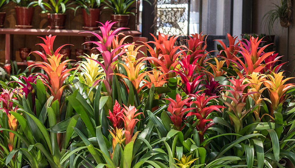 An image of pink, orange and yellow Bromeliad indoor plants