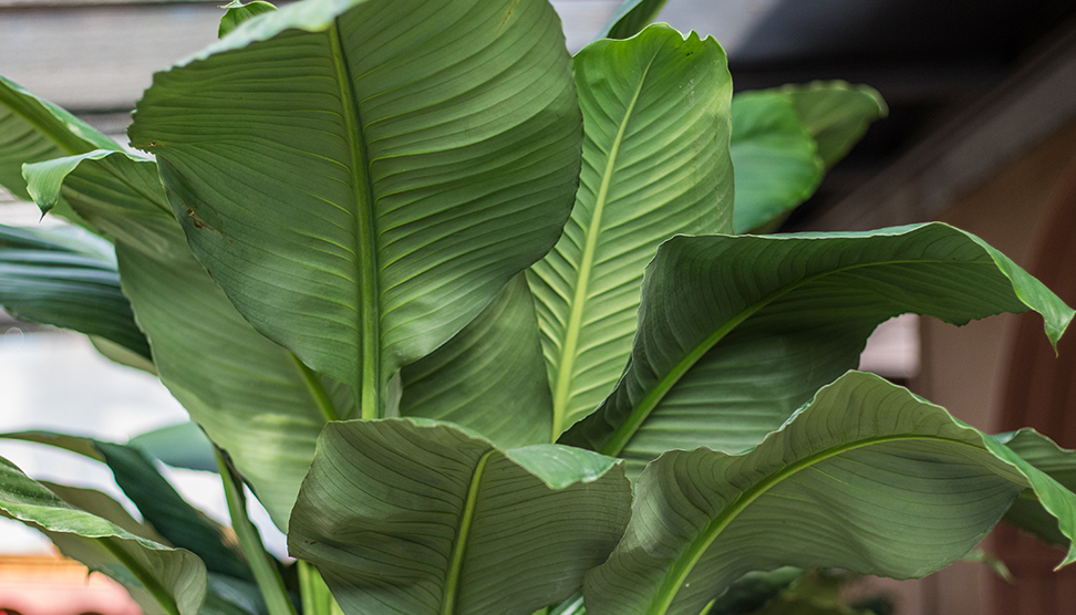 An image of a large leaf indoor plant