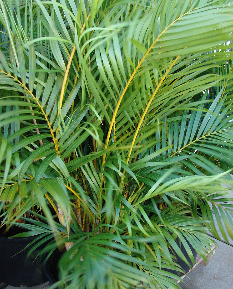 Areca Palm An image of a Areca Palm