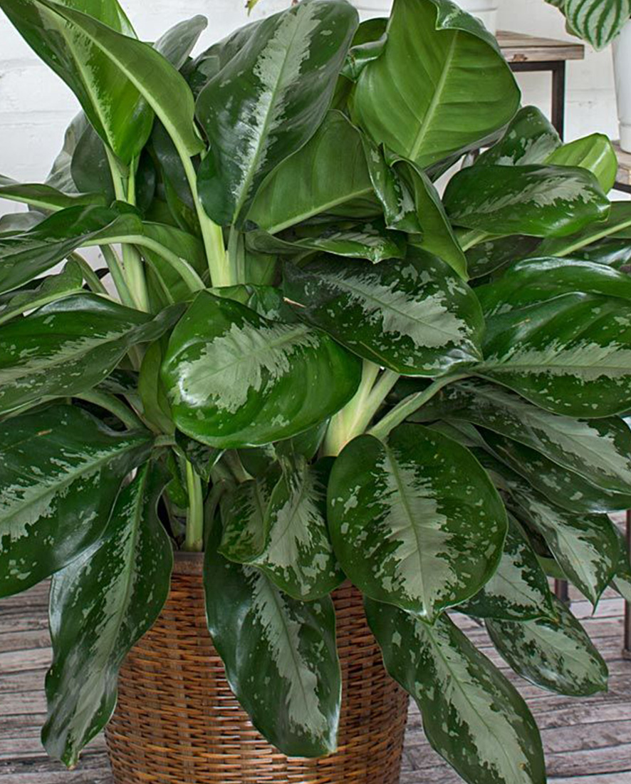 ChineseEvergreen An image of a Chinese Evergreen