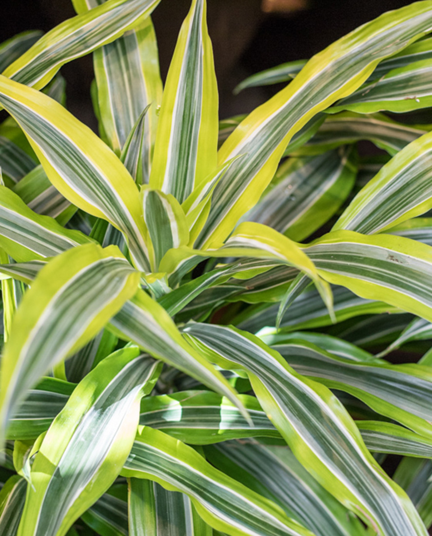 Dracaena An image of a Dracaena