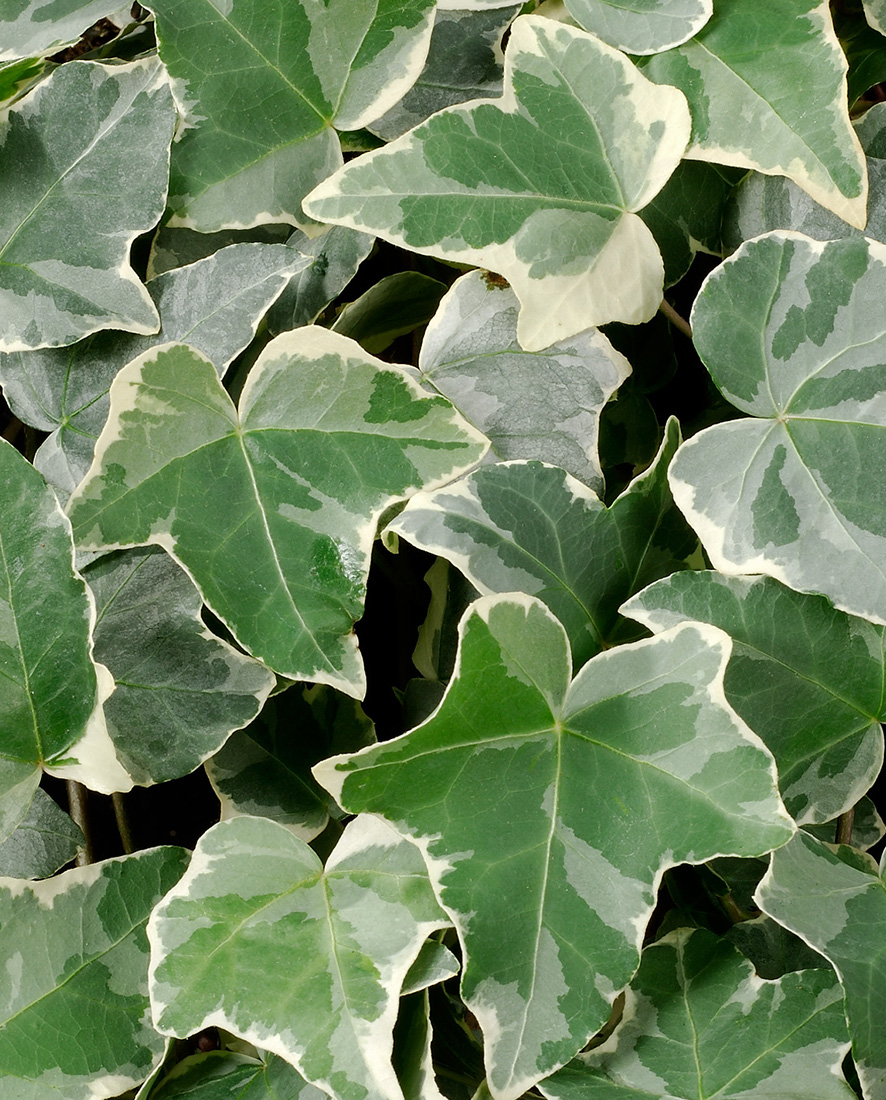 An image of a Hedera helix