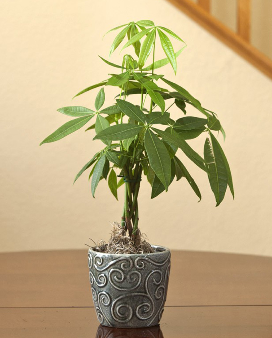 An image of a money tree