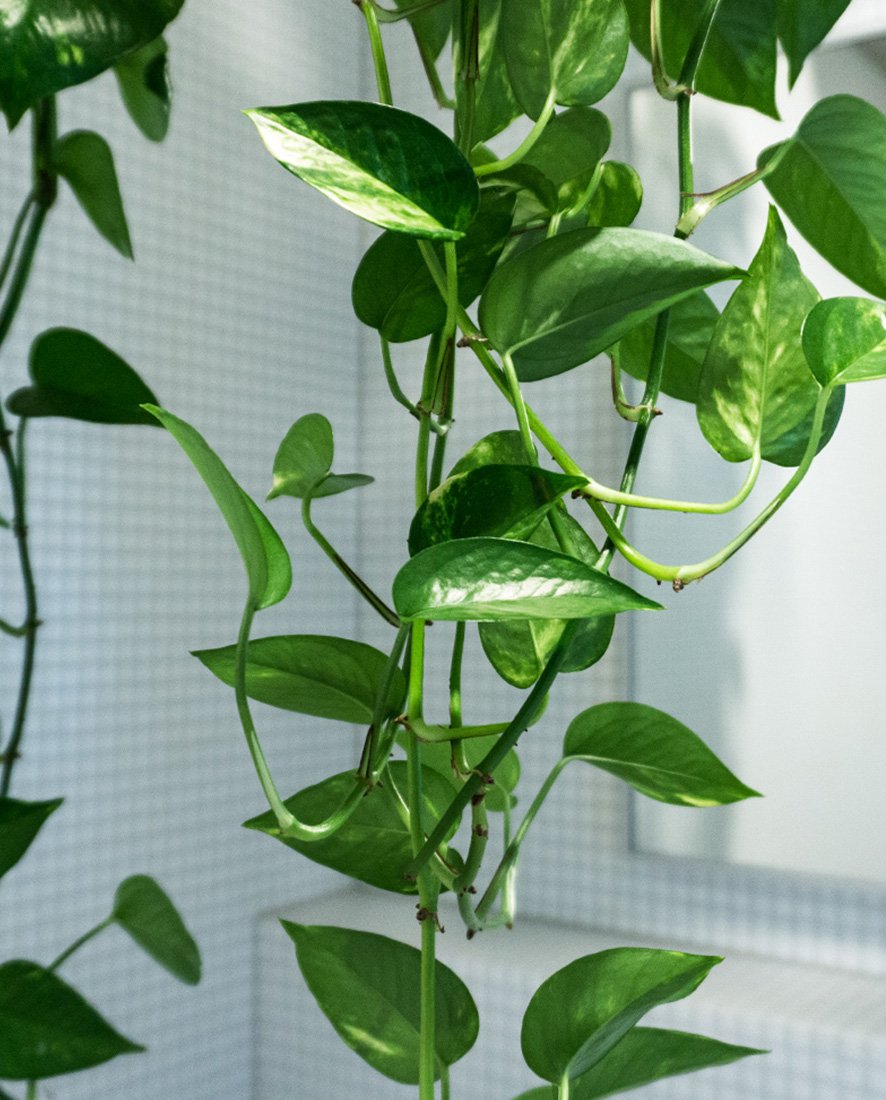 An image of a pothos hanging plant