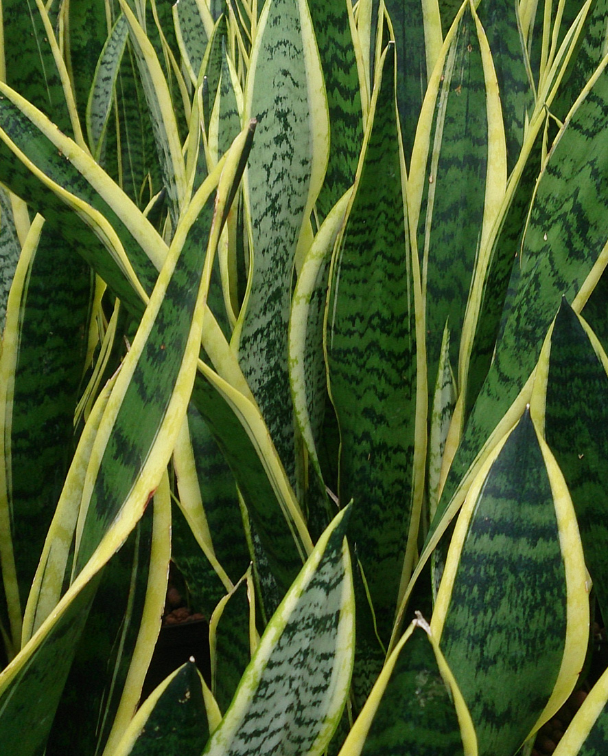 Sans An image of a Sansevieria