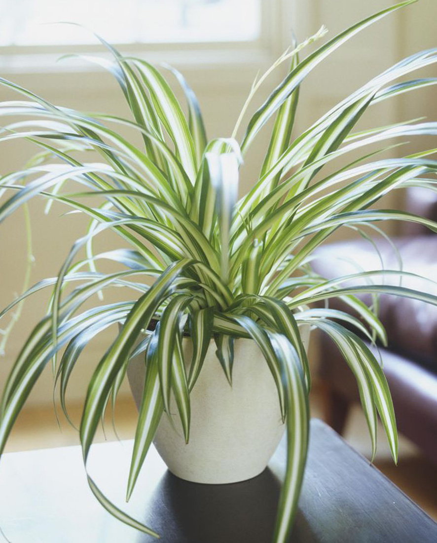 SpiderPlant An image of a spider plant