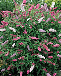 ButterflyBush