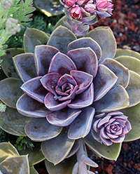 Echeveria