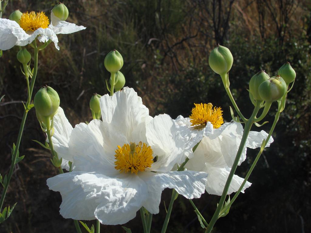 An image of Romneya coulteri