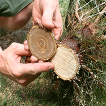 tree-care