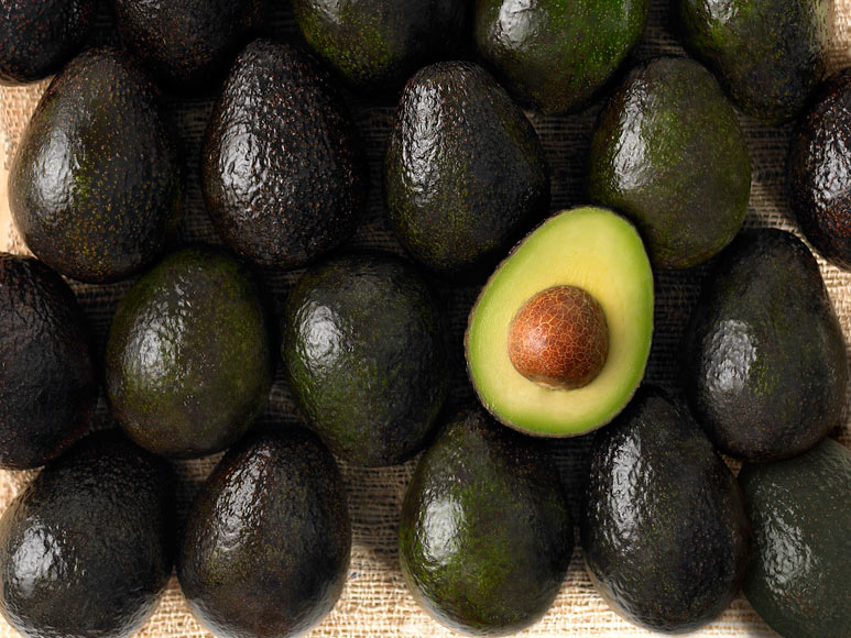 avocados, mature avocado tree, tree, feeding, healthy, food, planting, plant, mulch, irrigate, gardening, orchard