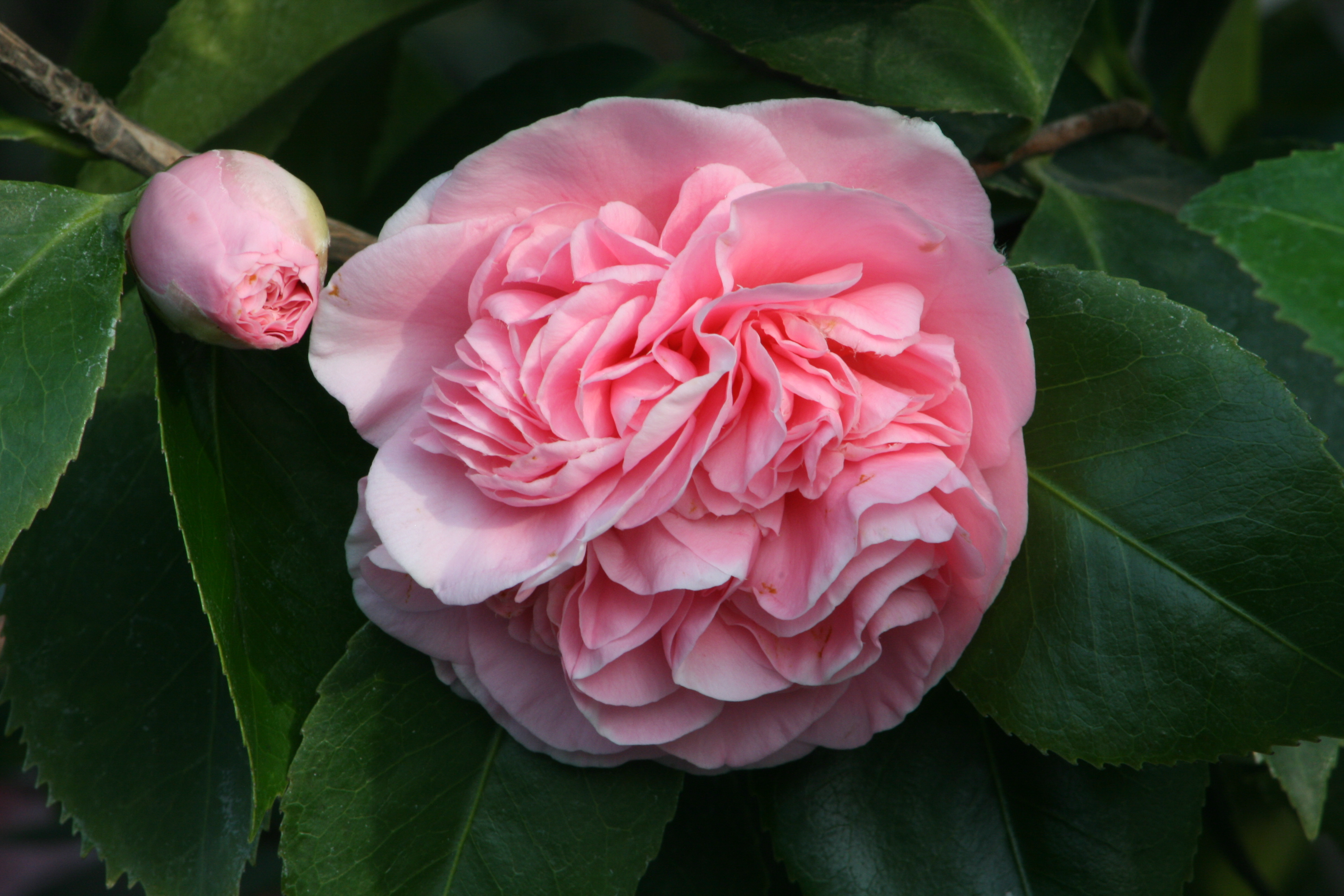 camellias, japanese camellias, bloom, petal blight, fungal disease, petals, flowers, shaping, pruning, fertilize