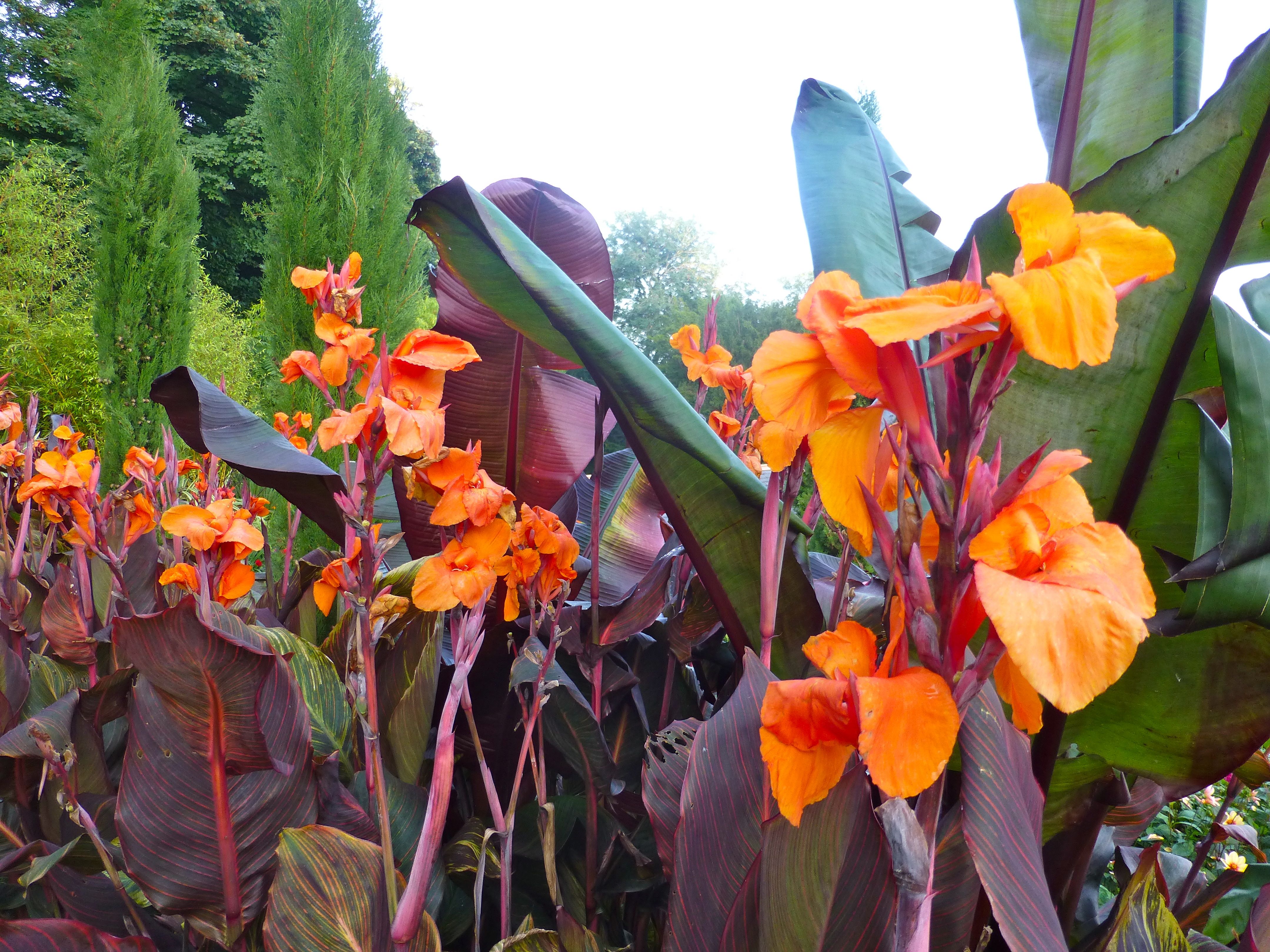 cannas, flowers, fertilizer, organic, gardening, garden, plant