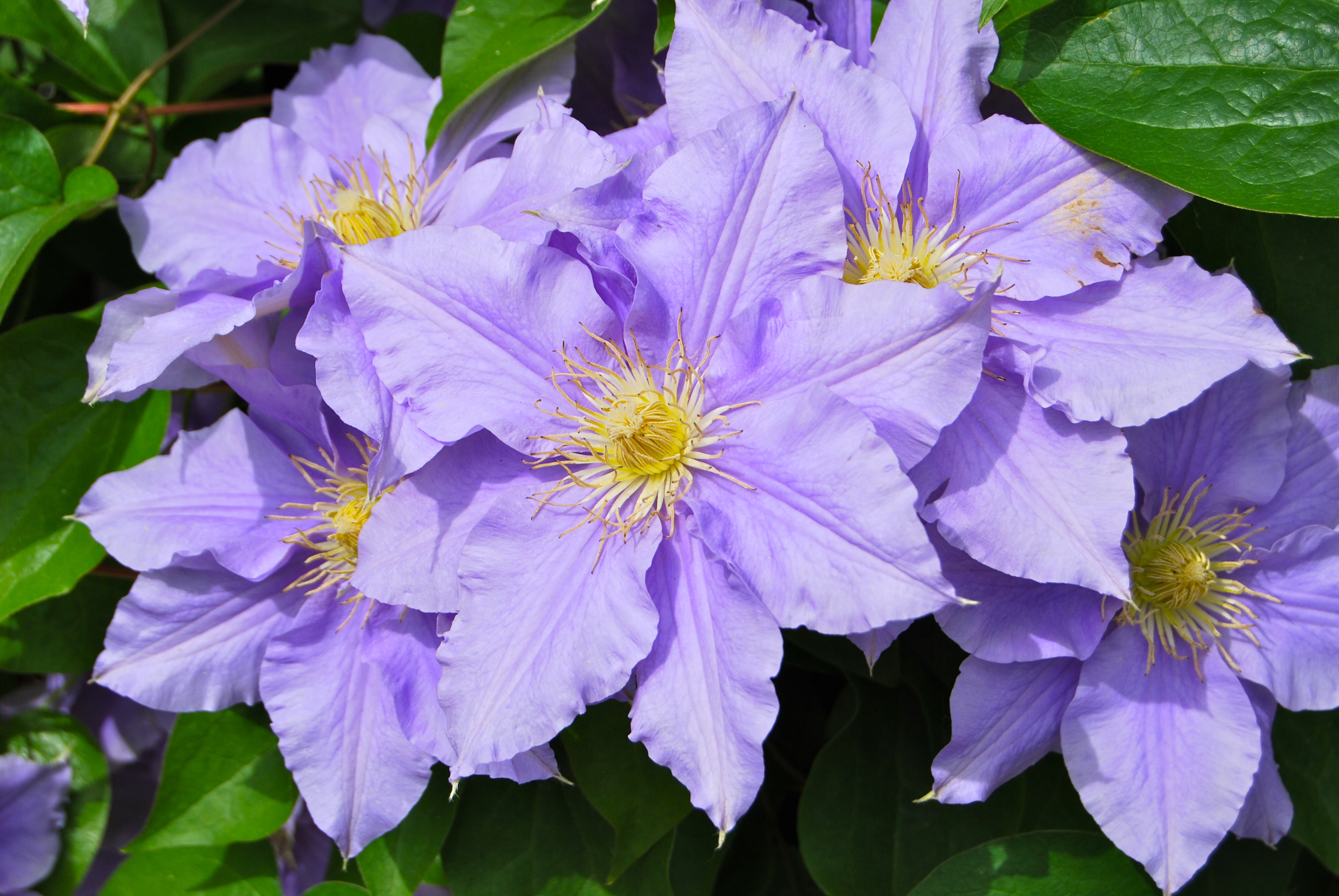 clematis, flower, vine, organic fertilizer, purple, bloom, grow