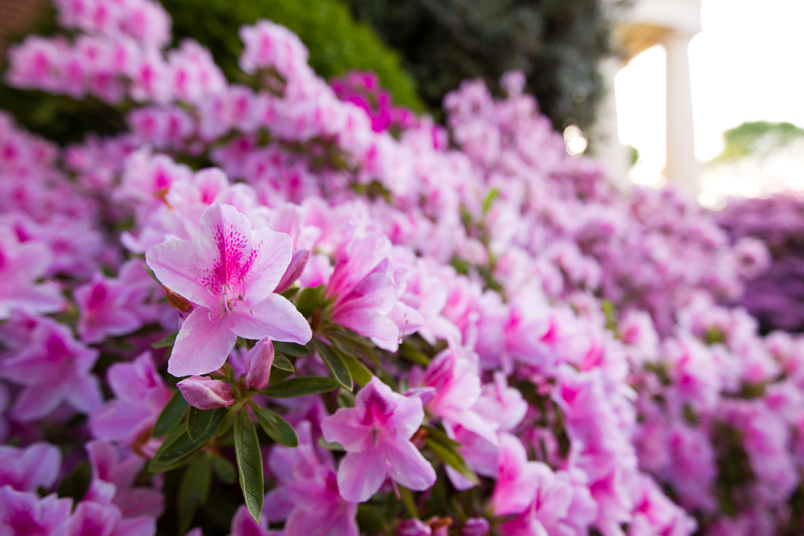 azaleas, flowers, over watering, hybrids, gardening, garden, dormant, bloom, plant, pink, pruning