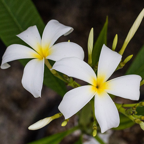 An image of white pacific star Plumeria