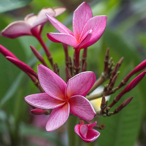 An image of a pink red sparkles Plumeria