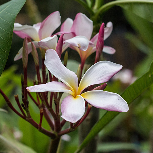 An image of a white playful Plumeria