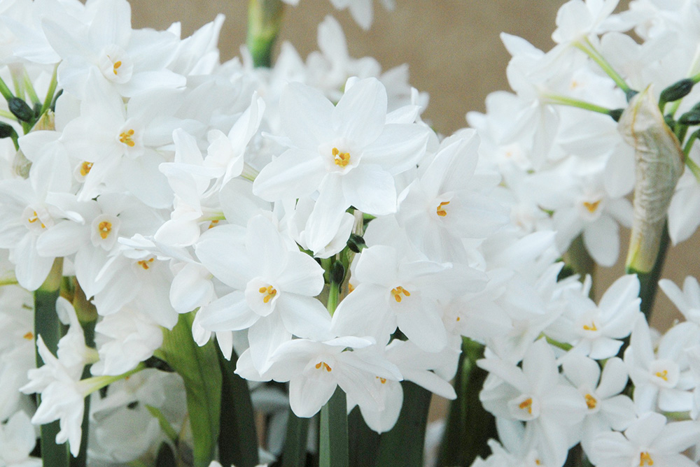 PaperWhites