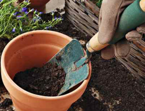 March Gardening Checklist