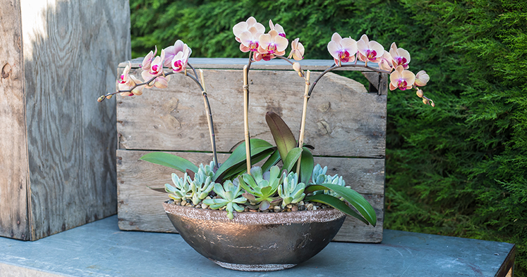 An image of a orchid for the fall orchid workshop