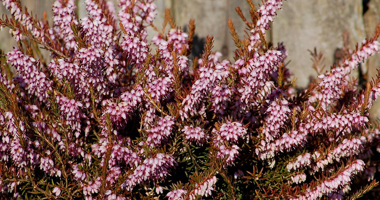 An image of flowering shrubs