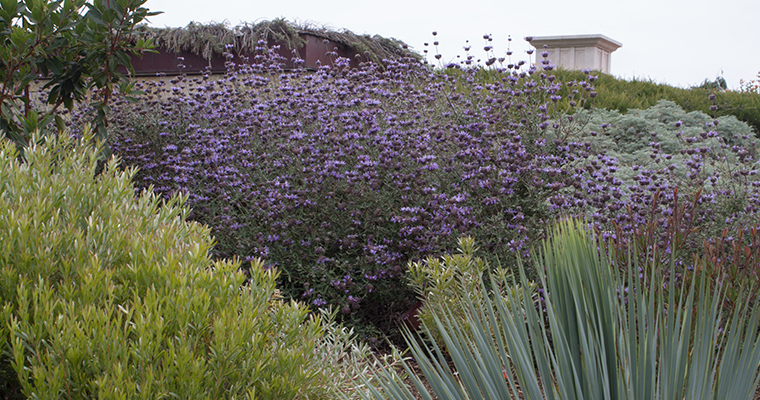 An image of purple flowers for the California Native Garden seminar with James Maxwell