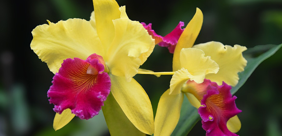 Cattleya An image of a yellow pink Cattleya
