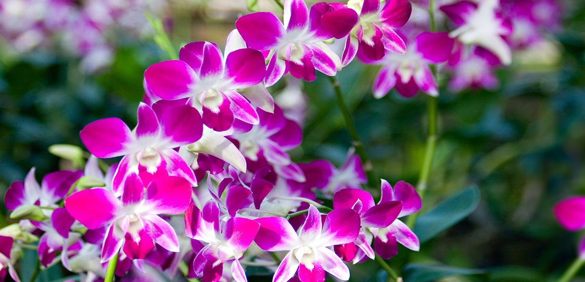 Dendrobium An image of a magneta dendrobium