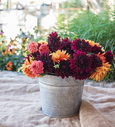 An image of pink, orange and dark red dahlias in a tin pot