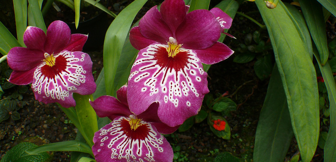 Miltonia (Pansy Orchid) An image of a magneta miltonia pansy orchid