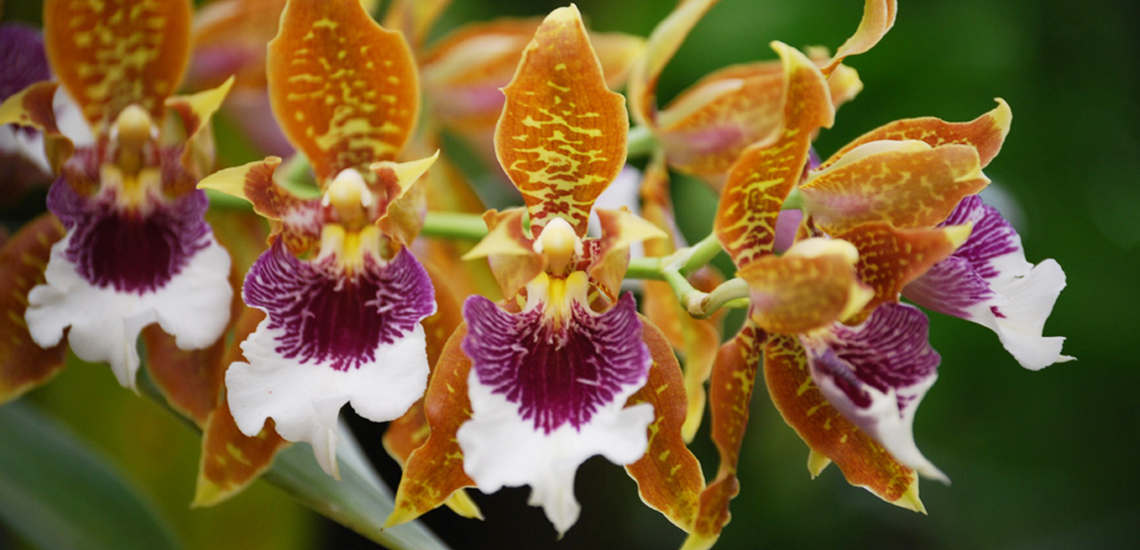 Odontoglossom An image of an orange odontoglossum