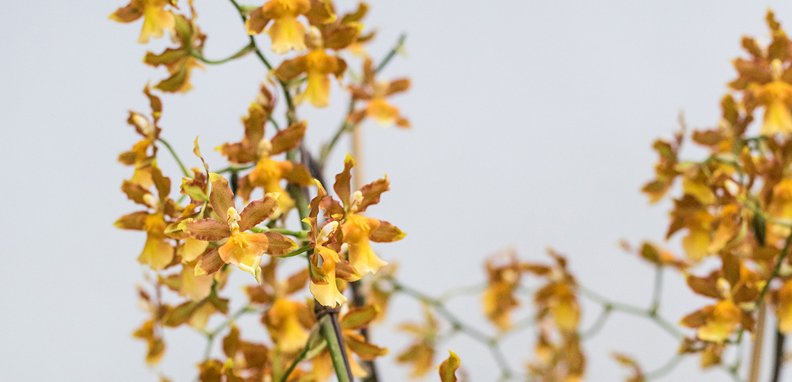 Oncidium