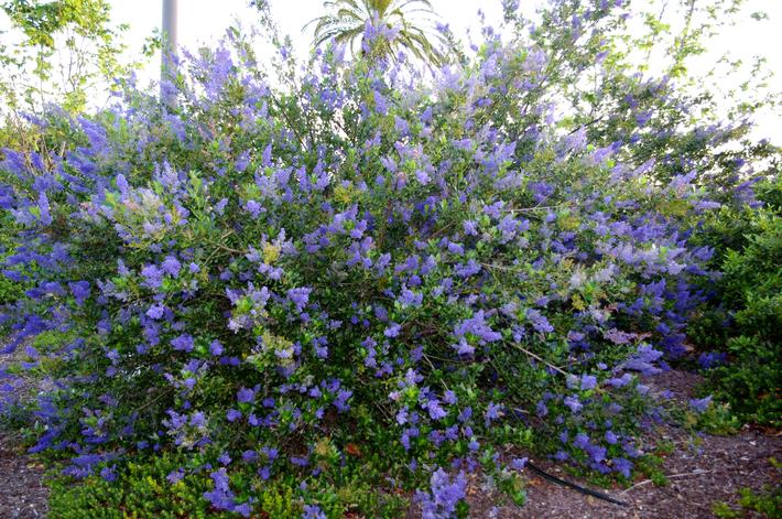 California Native Plants Roger S Gardens