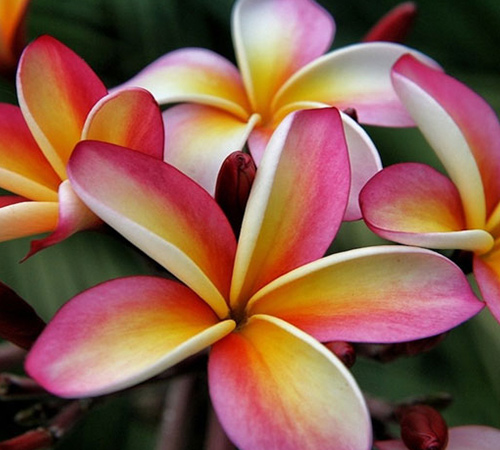 An image of a yellow, pink and white plumeria