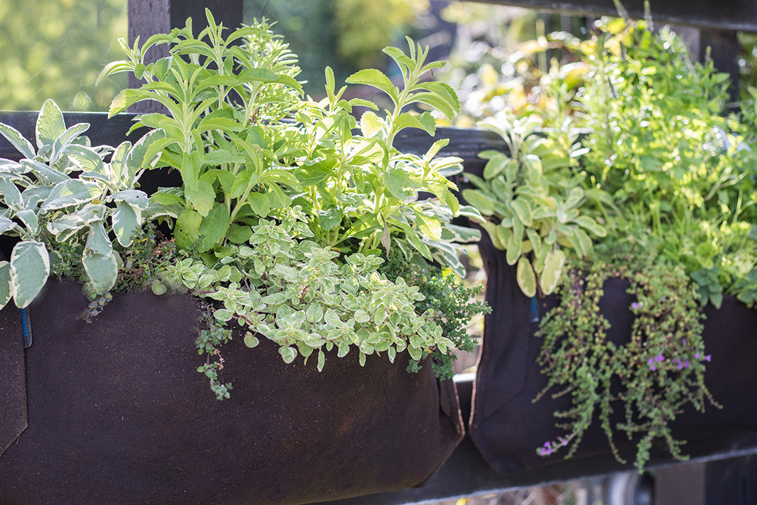 An image of hanging pouch wall garden