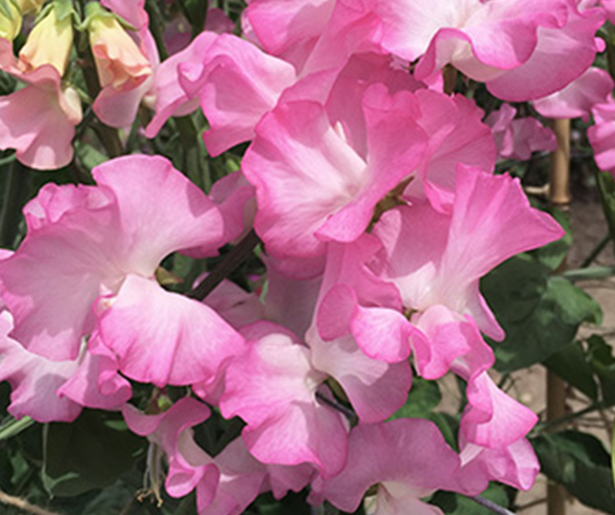 An image of a pink Gwendoline Sweet Pea