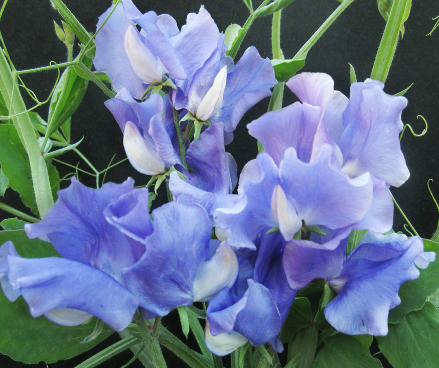 An image of a blue purple just julia sweet pea