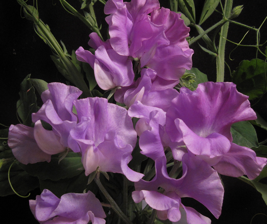 An image of a light purple Ethel Grace Sweet Pea