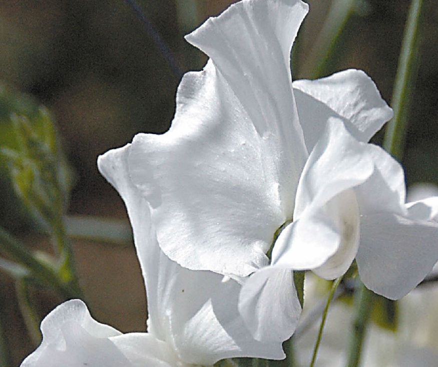 An image of a white frills Sweet Pea