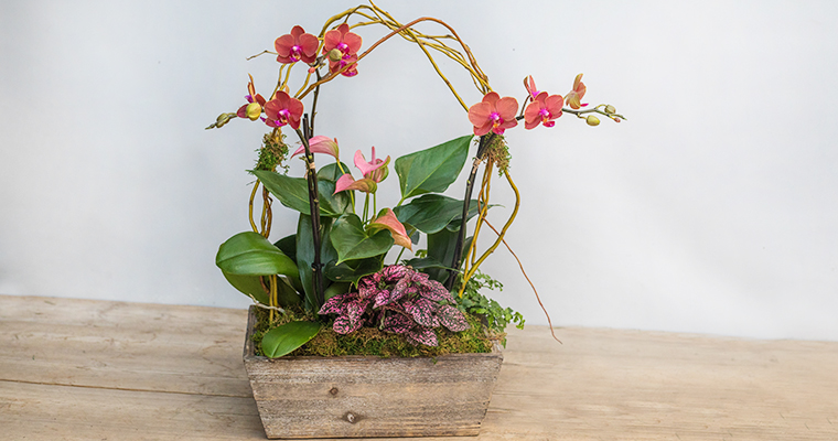 An image of an orange pink orchid for orchid workshop