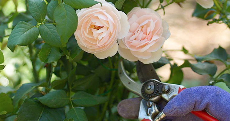 Successful Spring Roses