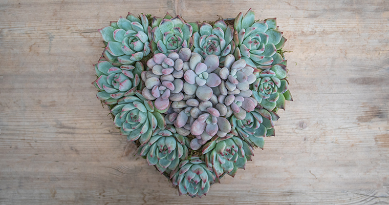 An image of a succulent heart arrangement workshop