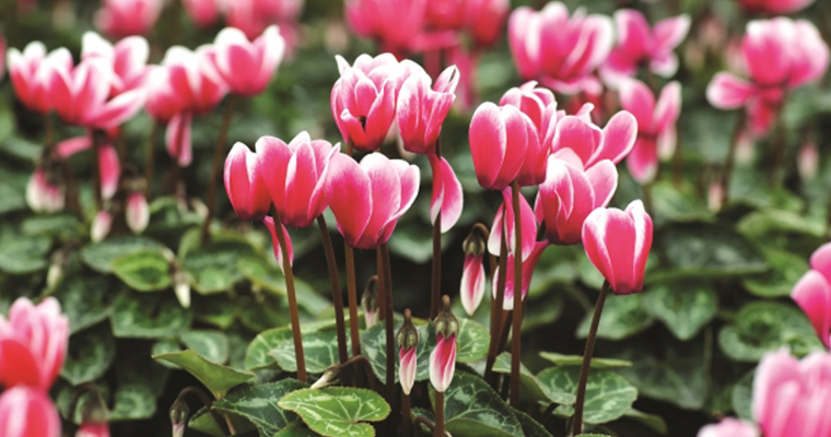 Winter Color Garden Cover Image