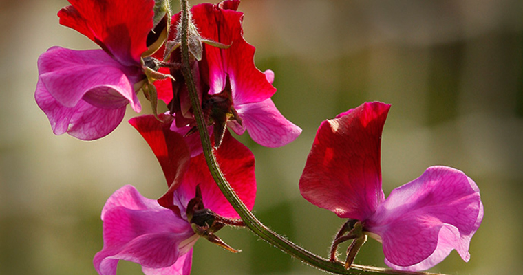World Class Sweet Peas