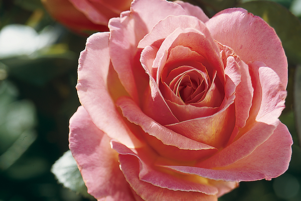 cantlivewithout New Rose Pink
