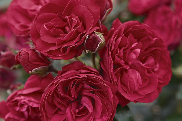 climbing Red Rose Climbing