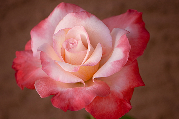 cutting Red and White Rose