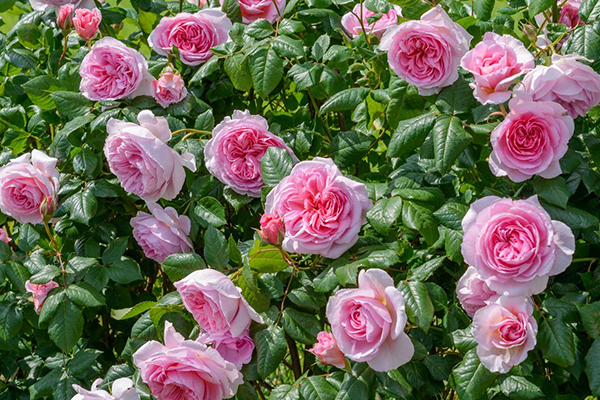 david-austins David Austins Rose